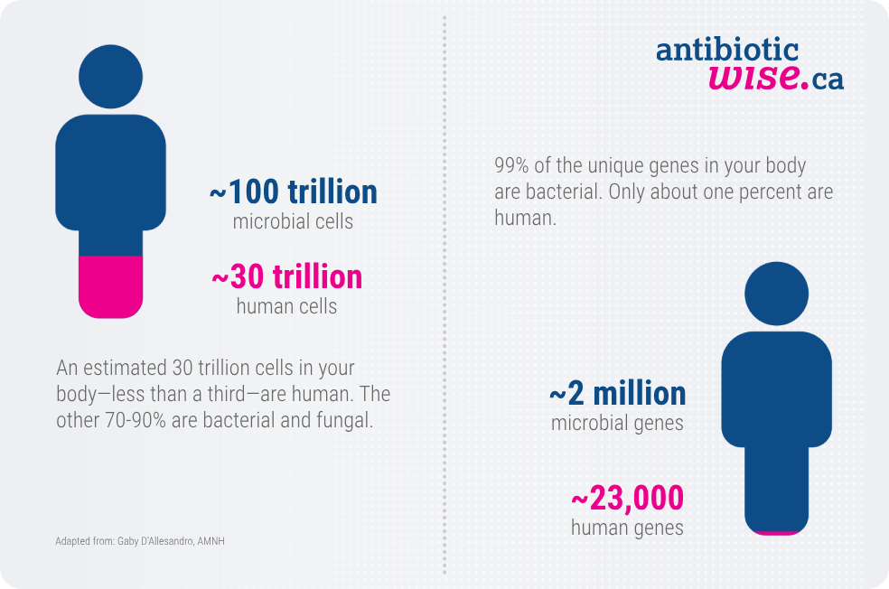 Image with text. An estimated 30 trillion cells in your body--less than a third--are human. The other 70-90% are bacterial and fungal. 99% of the unique genes in your body are bacterial. Only about 1% are human.